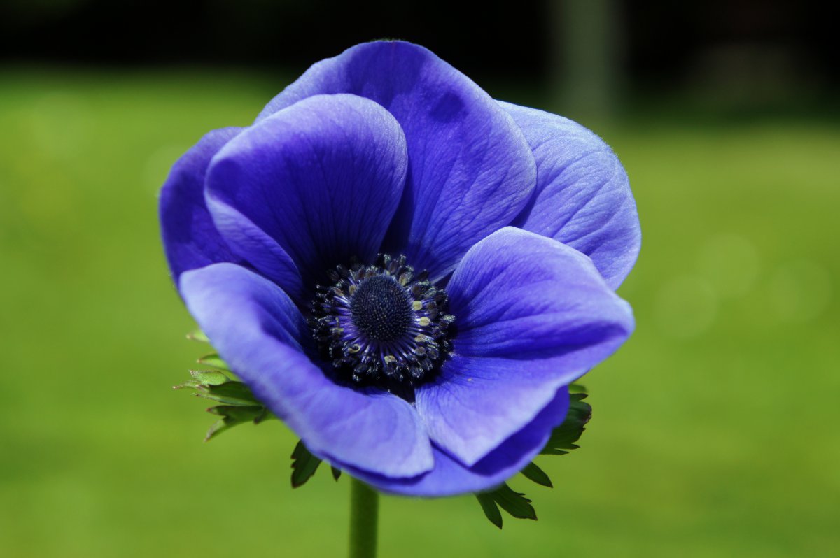 Anemone HD pictures