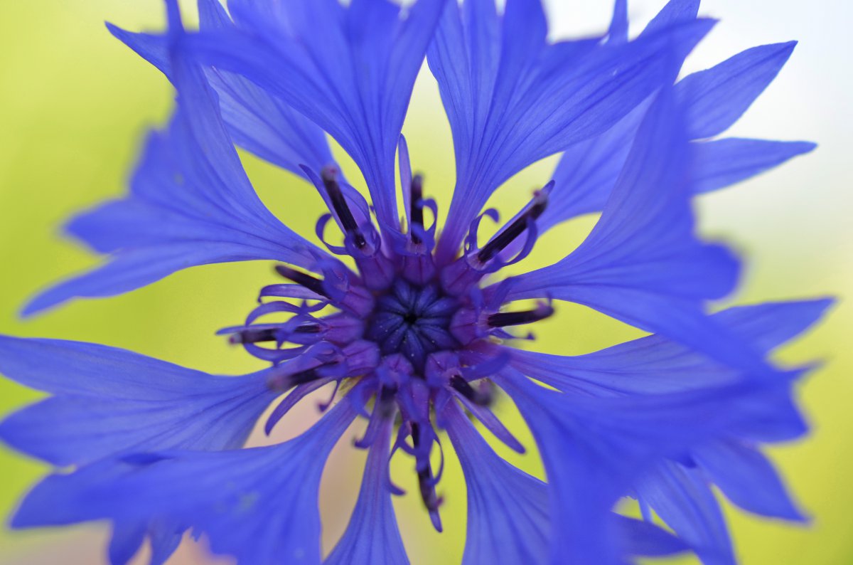 Blue cornflower HD pictures