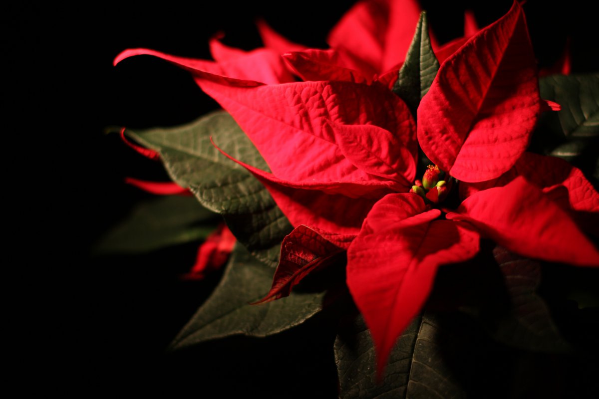 Poinsettia HD pictures