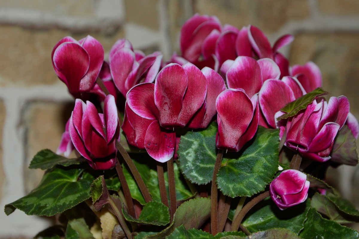 Cyclamen HD pictures