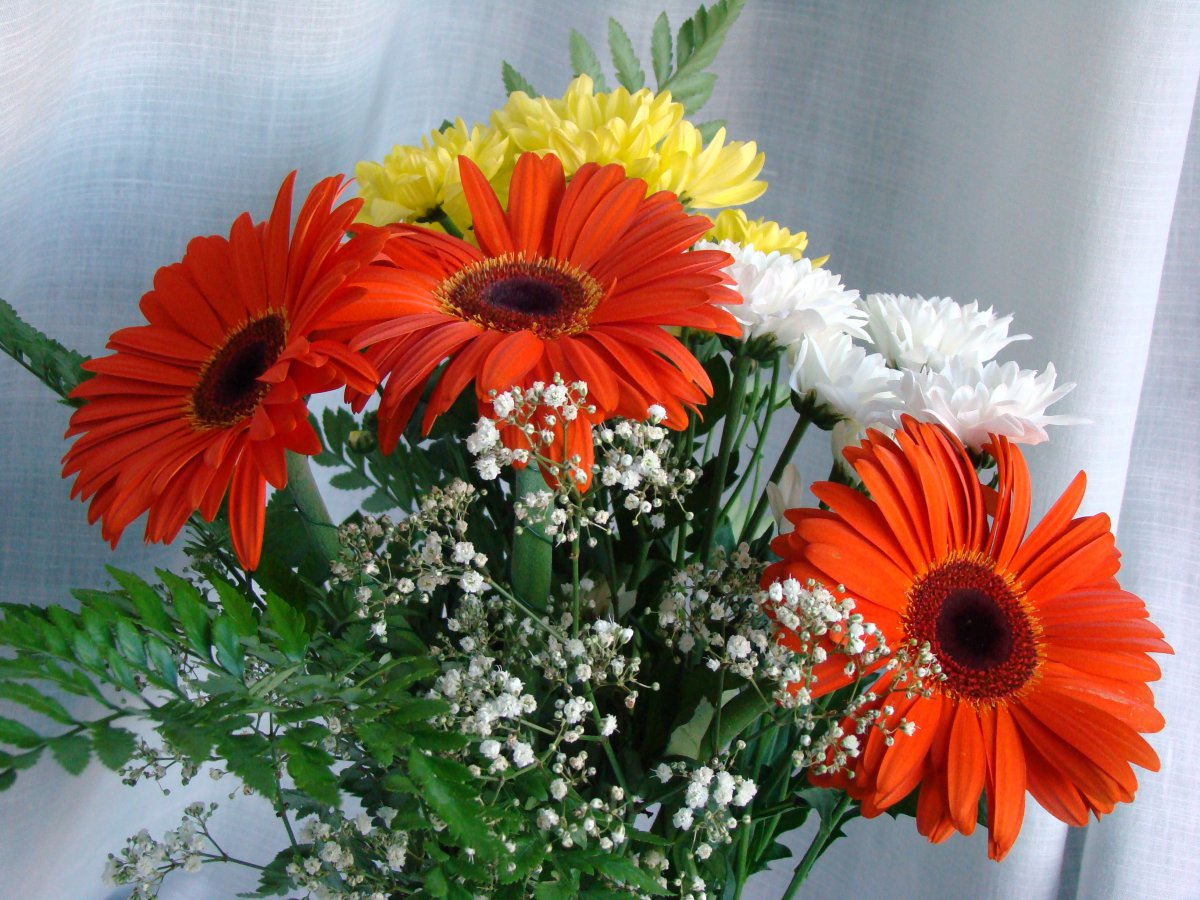 Gerbera flower HD pictures