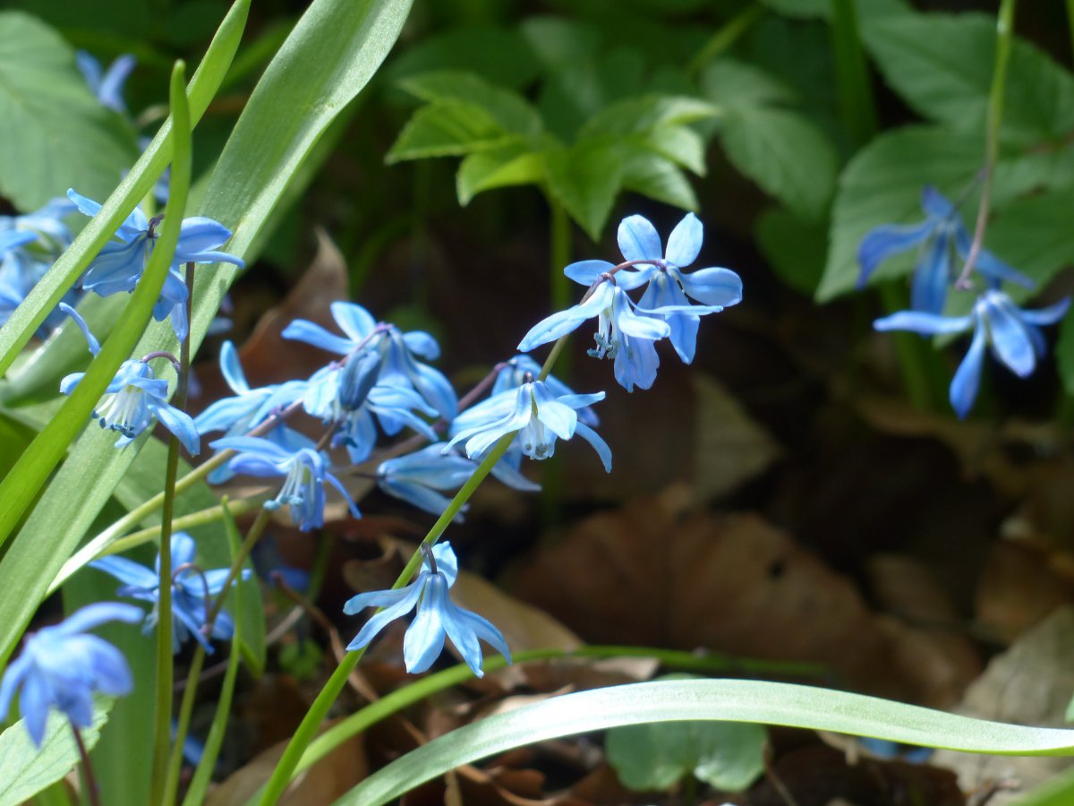 Blue hyacinth HD pictures