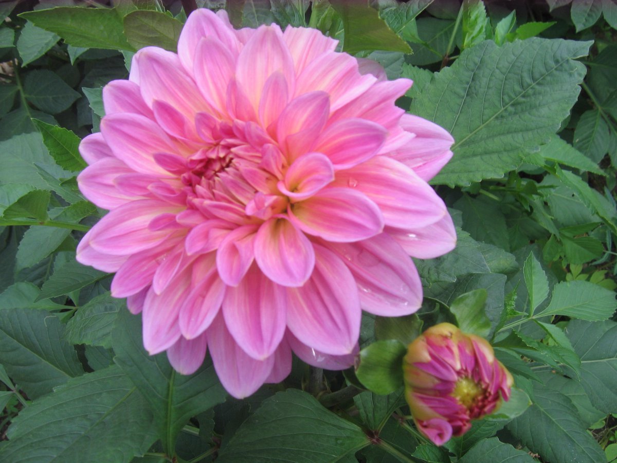 Beautiful dahlia HD pictures