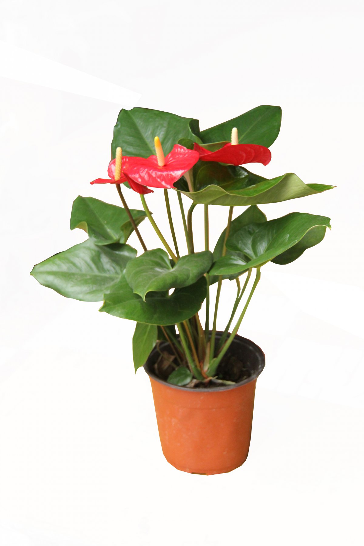 Pictures of anthurium with special shape