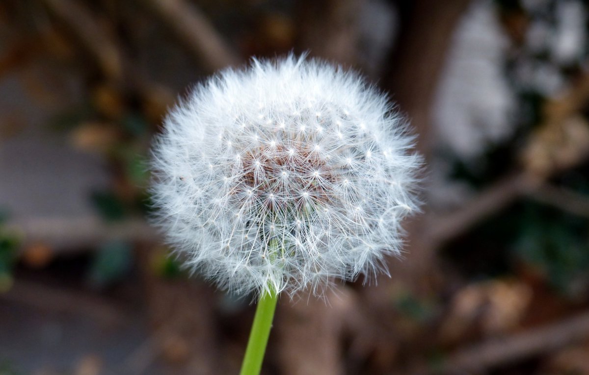 White fluffy dandelion pictures