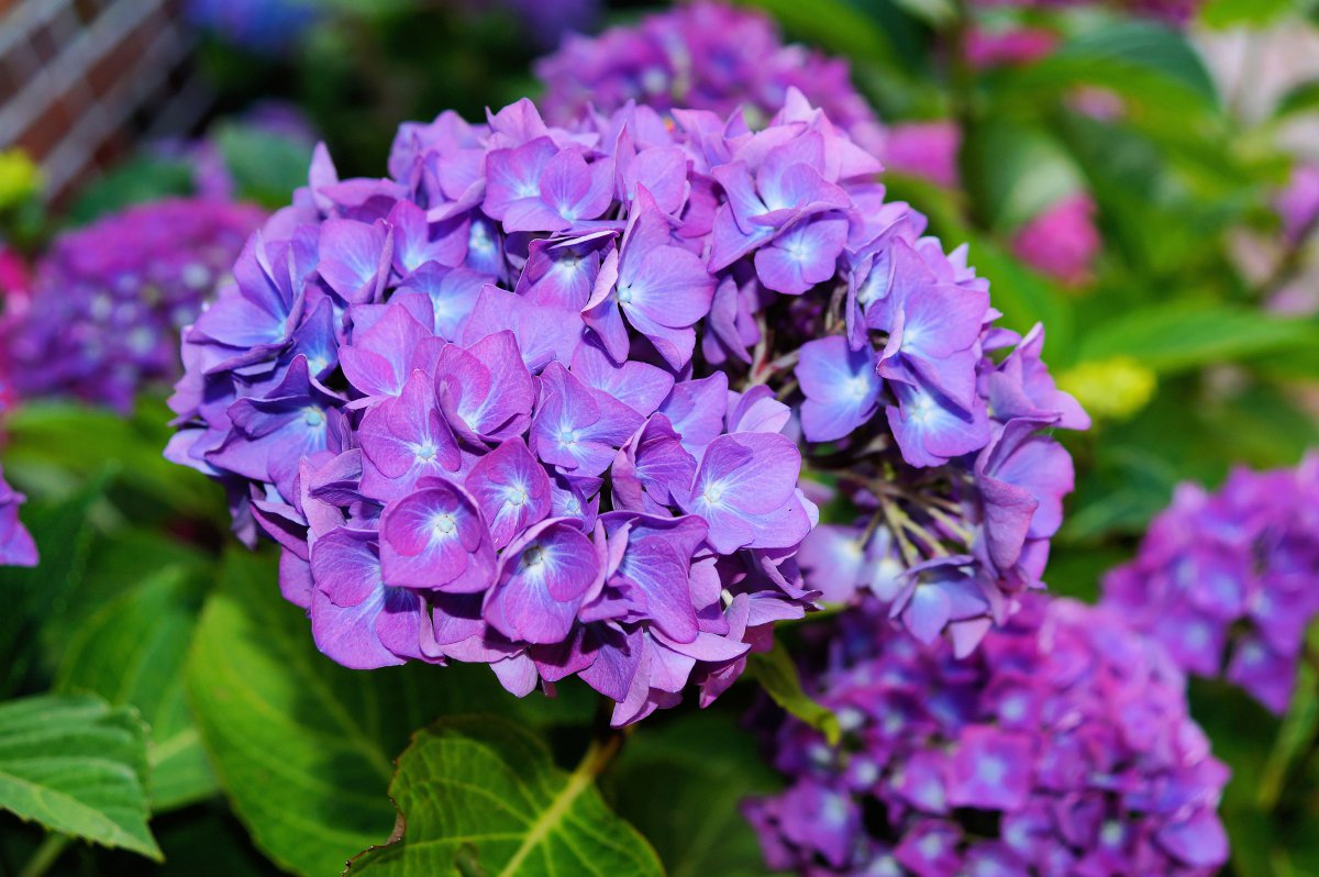 Pictures of hydrangeas in various colors