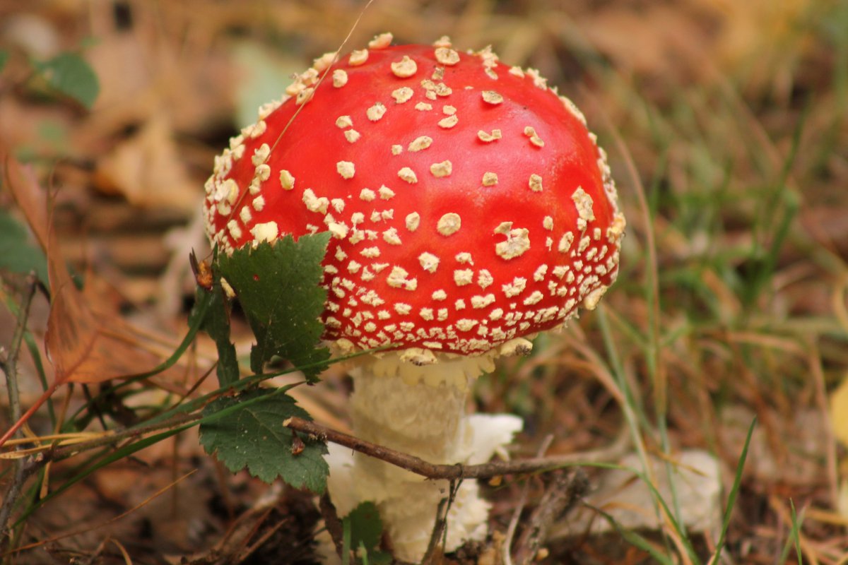 Pictures of poisonous mushrooms in the forest