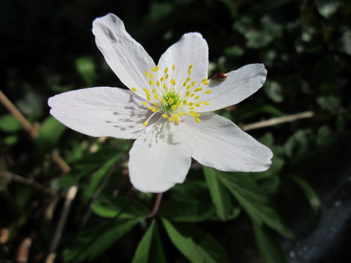 Pictures of anemone flowers in various colors