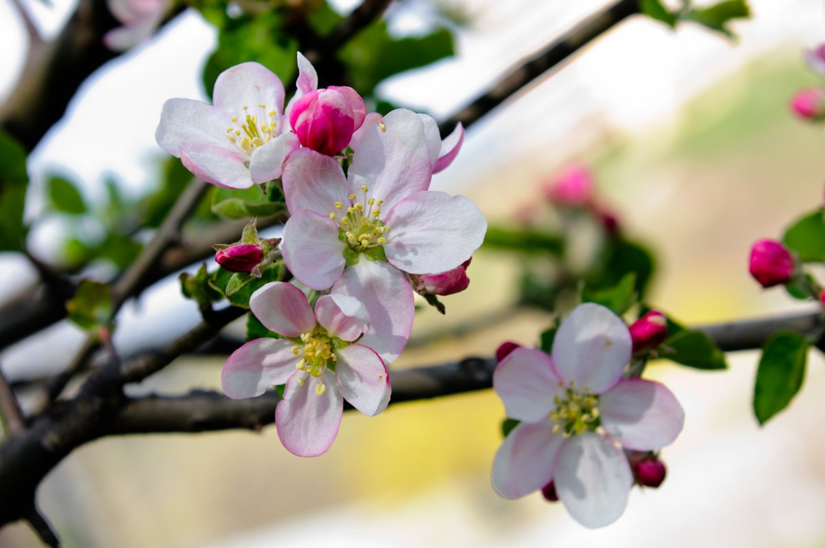 Fragrant and elegant apple blossom pictures