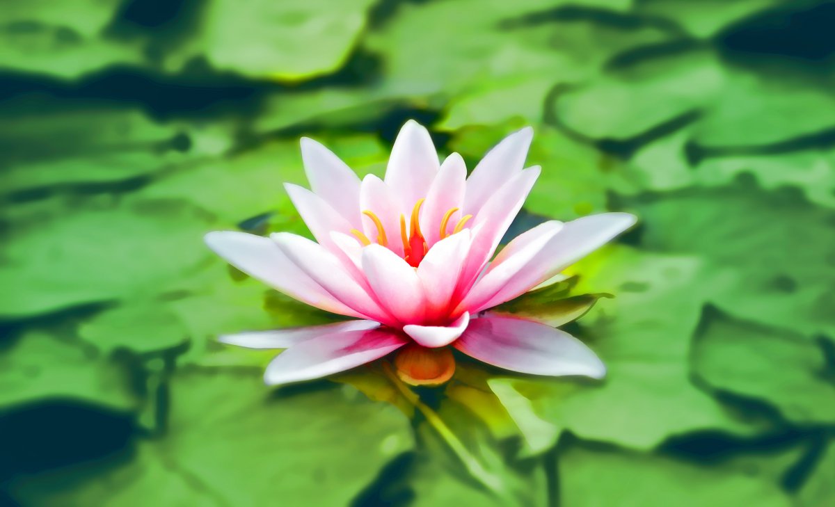 Pictures of water lilies emerging from the mud but not stained