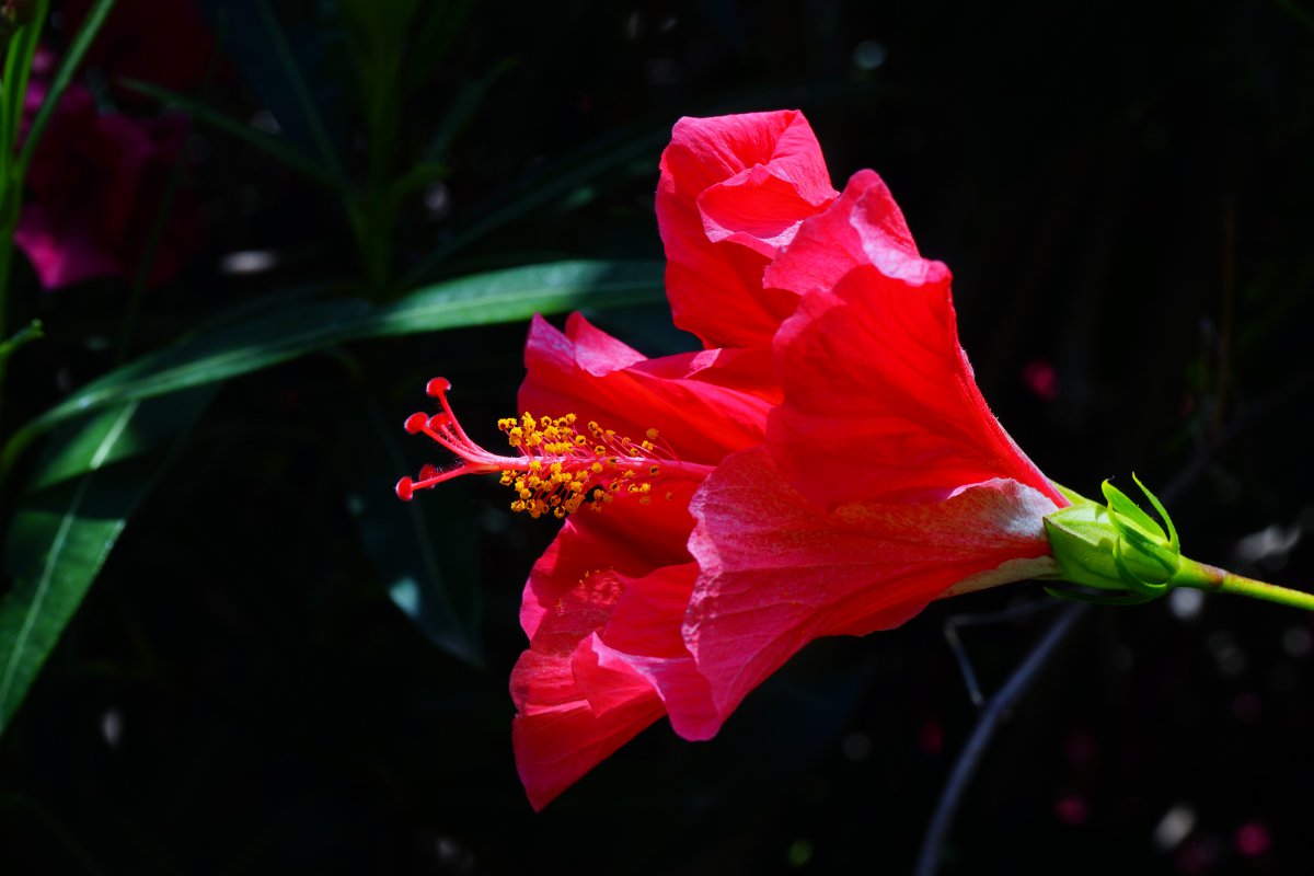 Elegant and beautiful hibiscus flower pictures