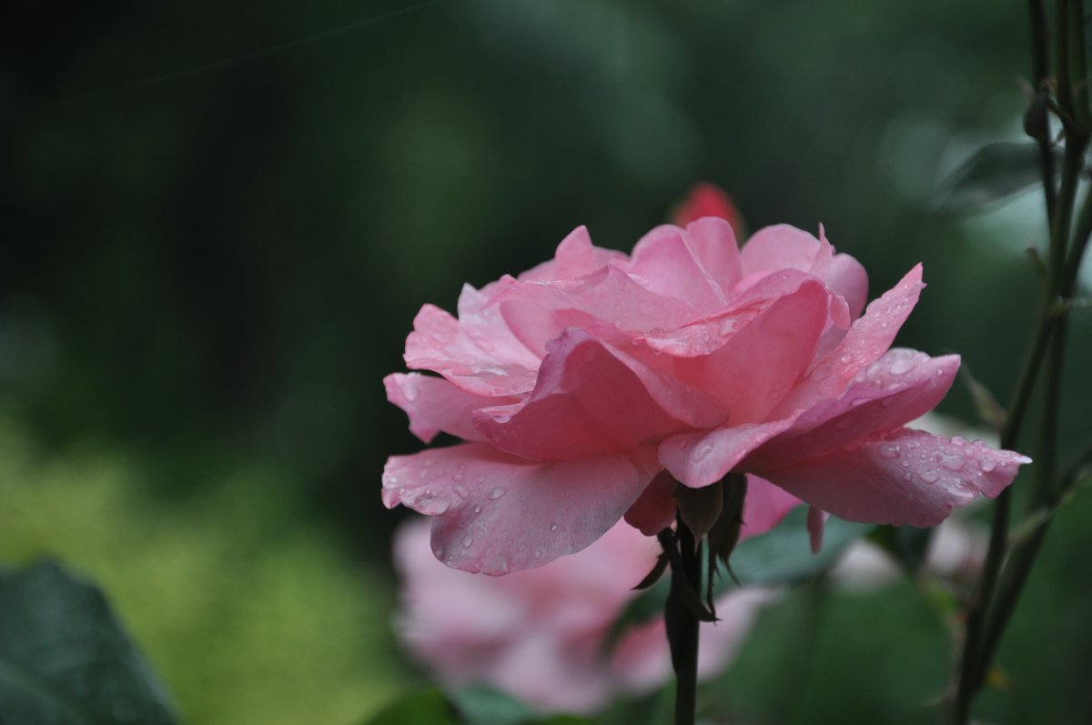 Soft and fresh rose flower pictures