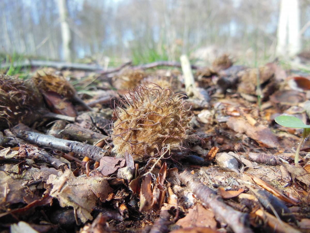 Pictures of decaying dead leaves in late autumn