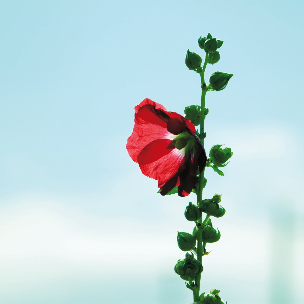 Pictures of hollyhocks in various colors