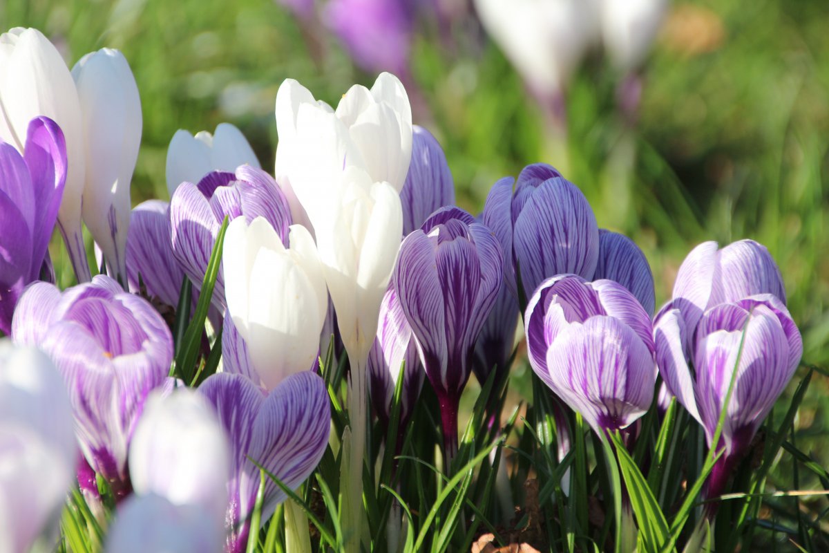 Pictures of saffron in various colors