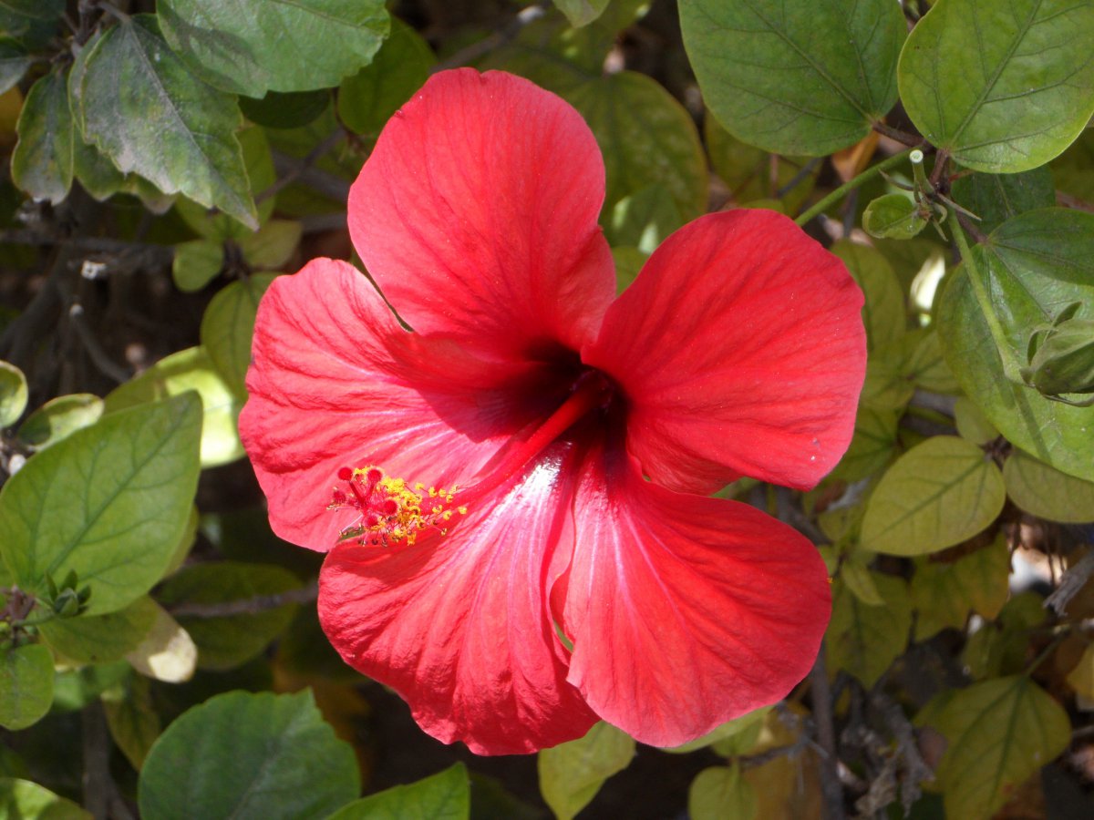 Red hibiscus flower pictures