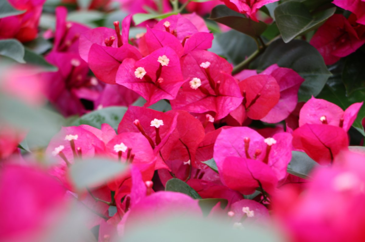 Beautiful and special pictures of bougainvillea