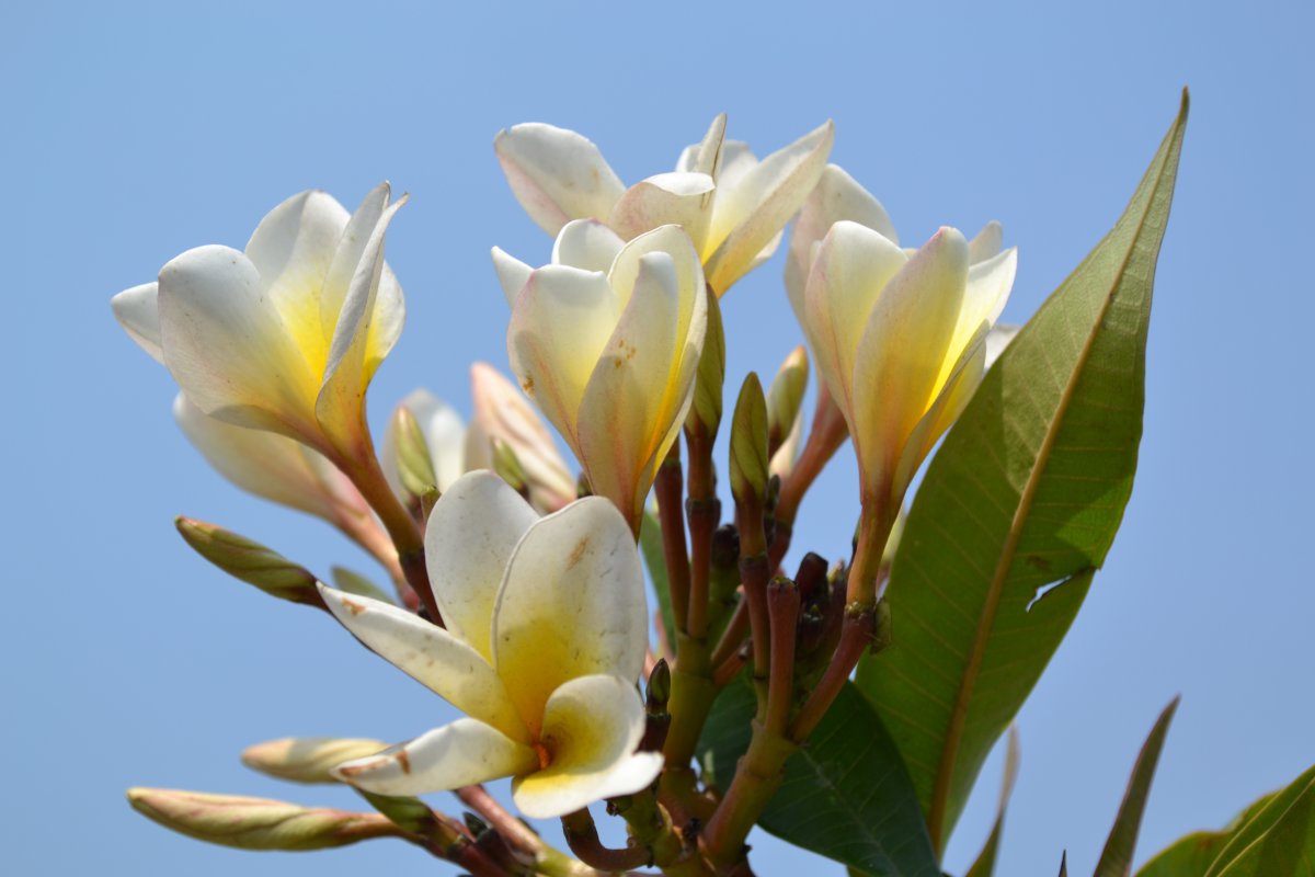 Pictures of plumeria flowers with light colors and beautiful colors