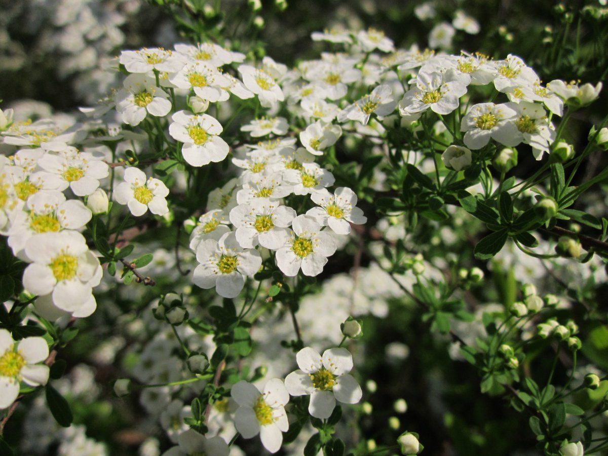 Fresh and elegant white meadowsweet pictures