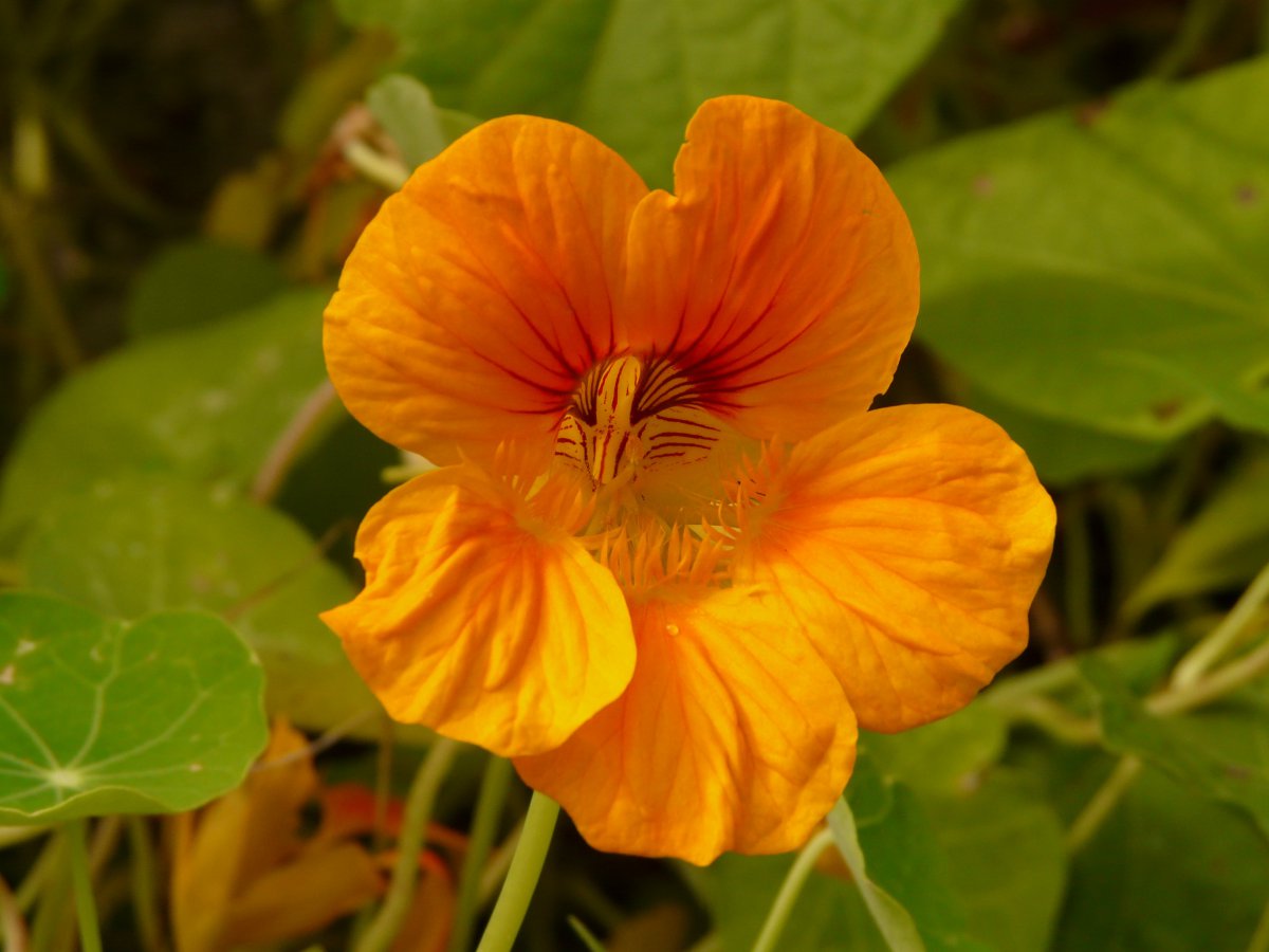 Fresh and popular nasturtium pictures