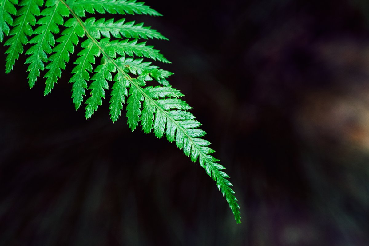 Wild green fern pictures