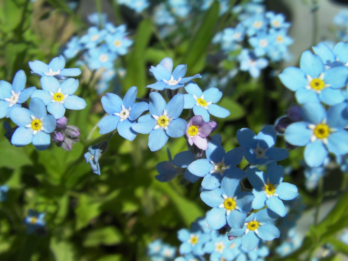 Blue forget-me-not flowers pictures