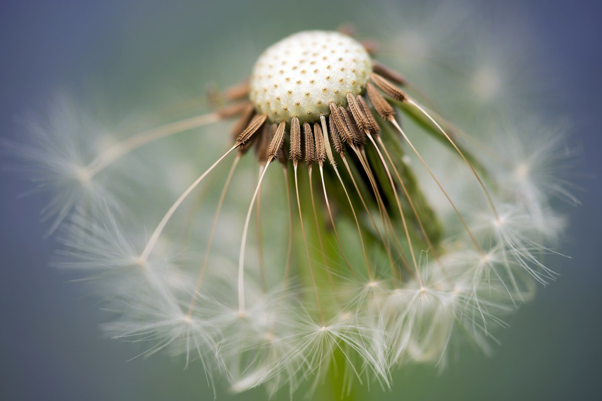 Large picture of dandelion