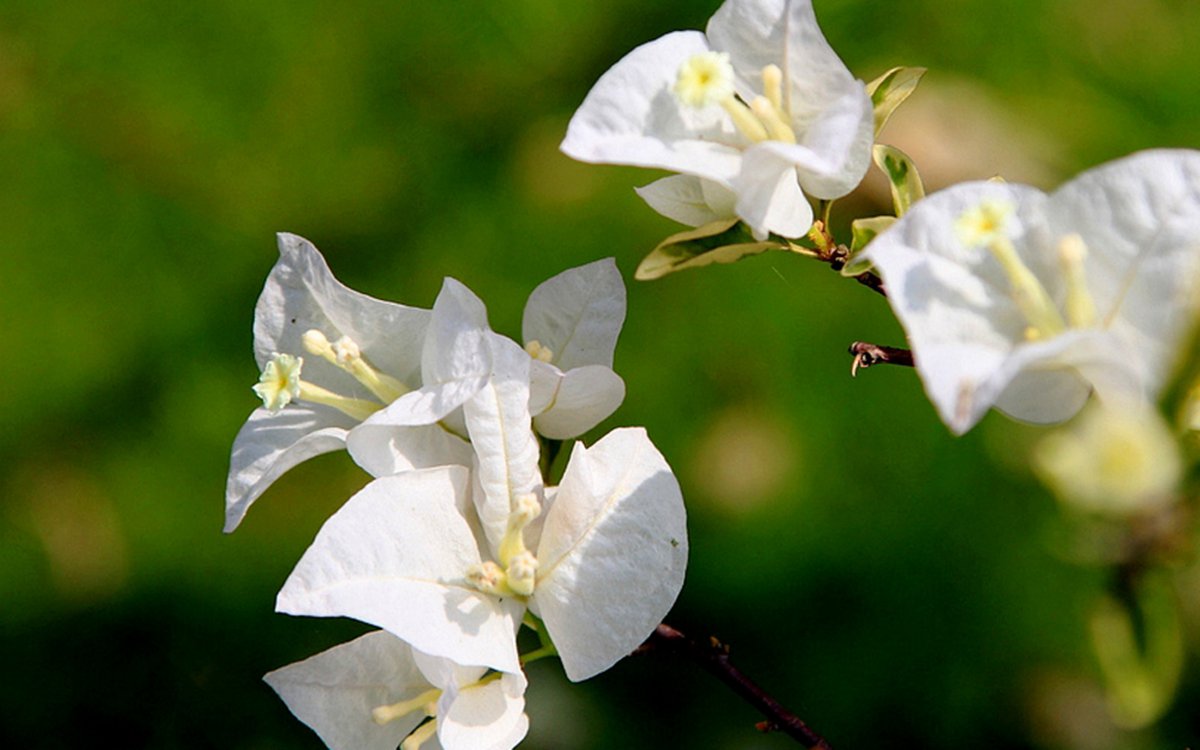 White bougainvillea HD pictures