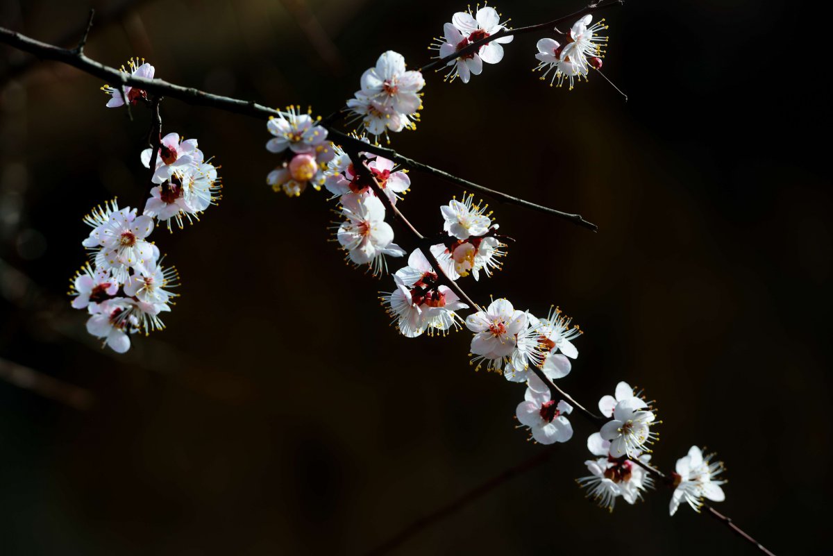 White apricot blossom HD pictures