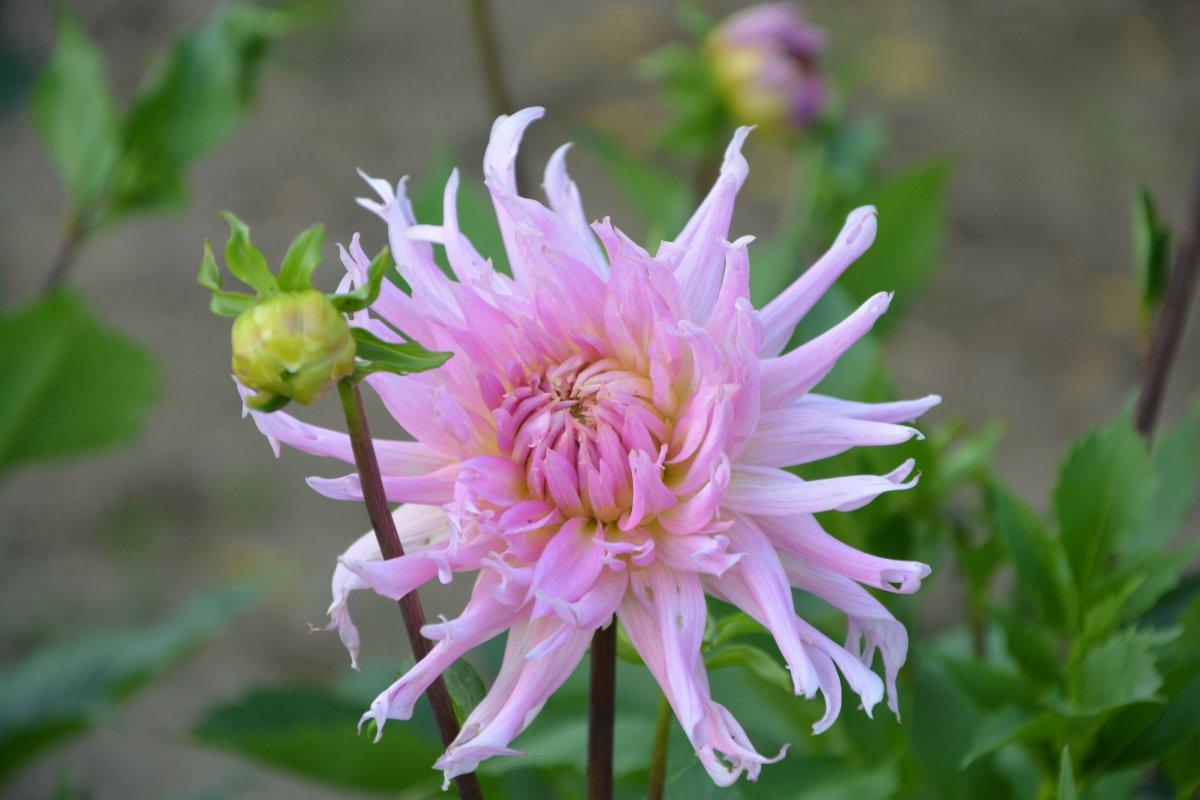 Beautiful dahlia pictures