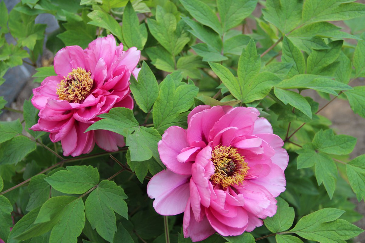 Beautiful pictures of peonies