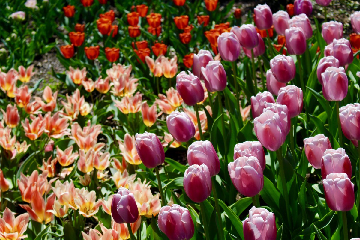 Colorful tulip flower pictures