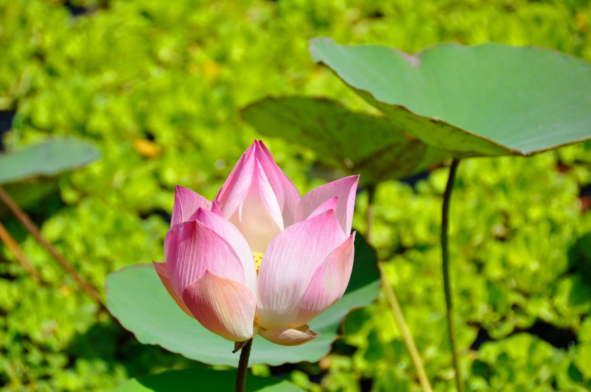 Pictures of pink and delicate summer lotus flowers