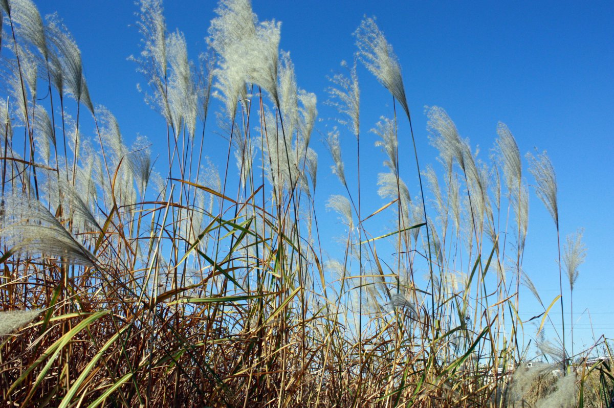 Pictures of reeds swaying in the wind