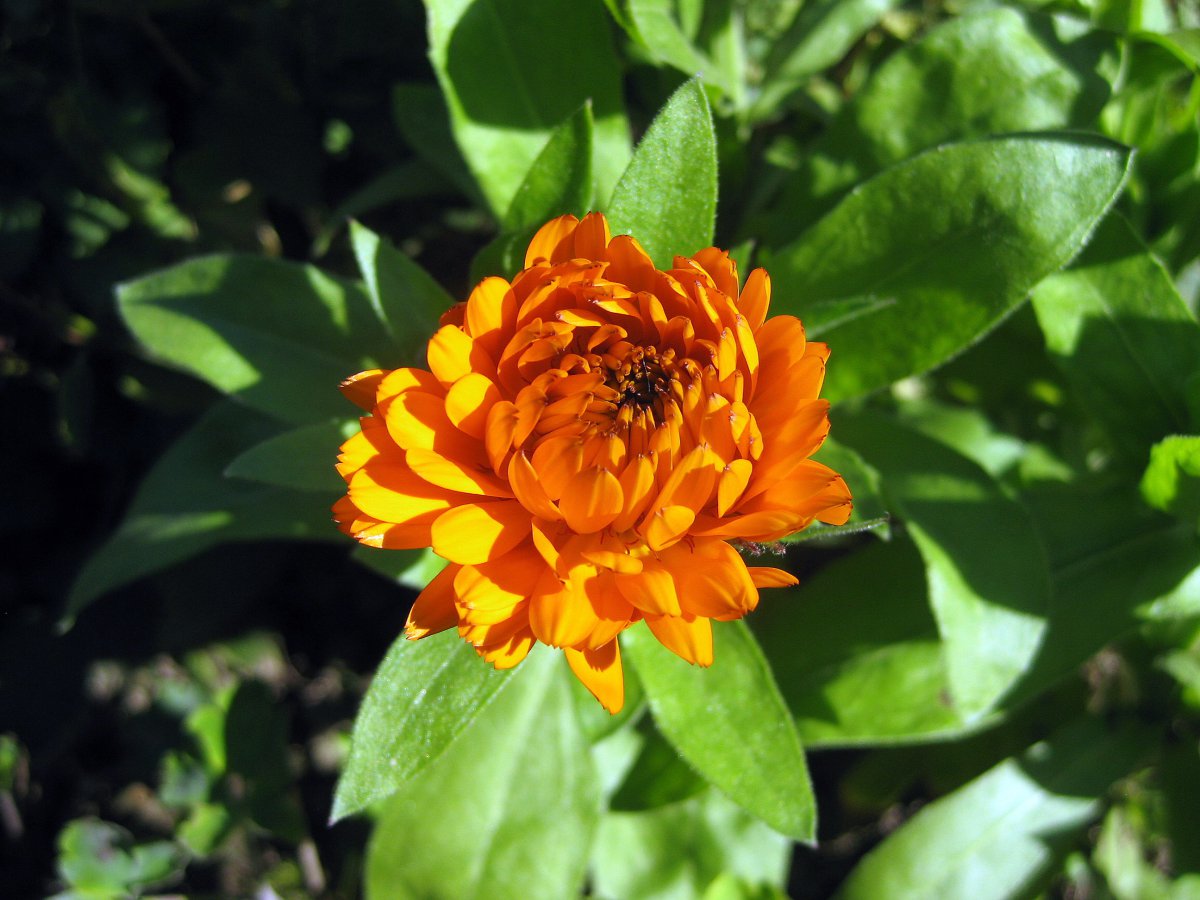 Pictures of zinnia flowers in various colors