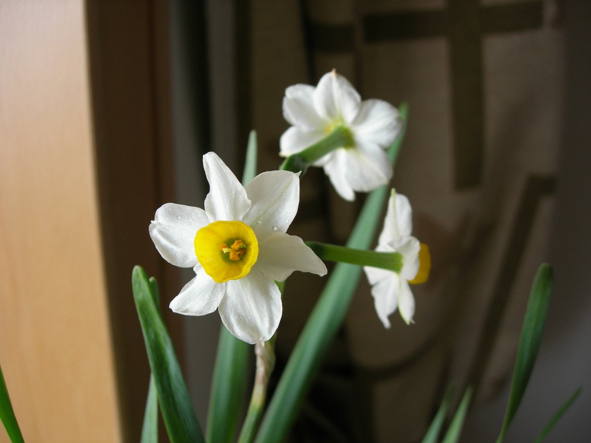 White and yellow daffodils pictures