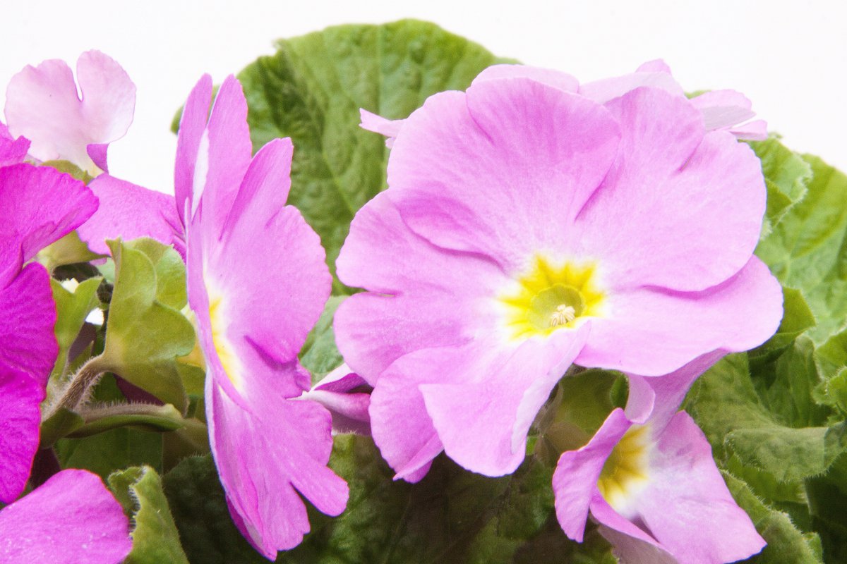 Pictures of primroses in various colors