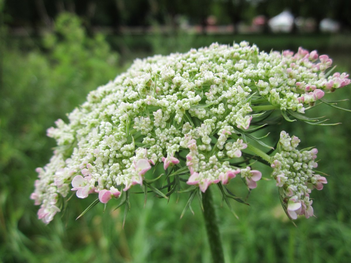 Fresh and natural wild carrot pictures