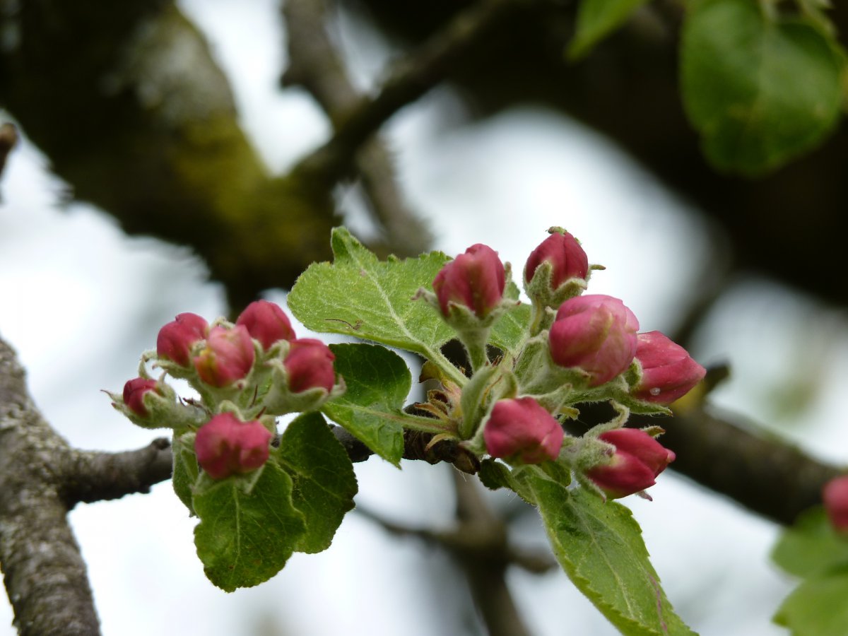 Beautiful pictures of apple blossoms