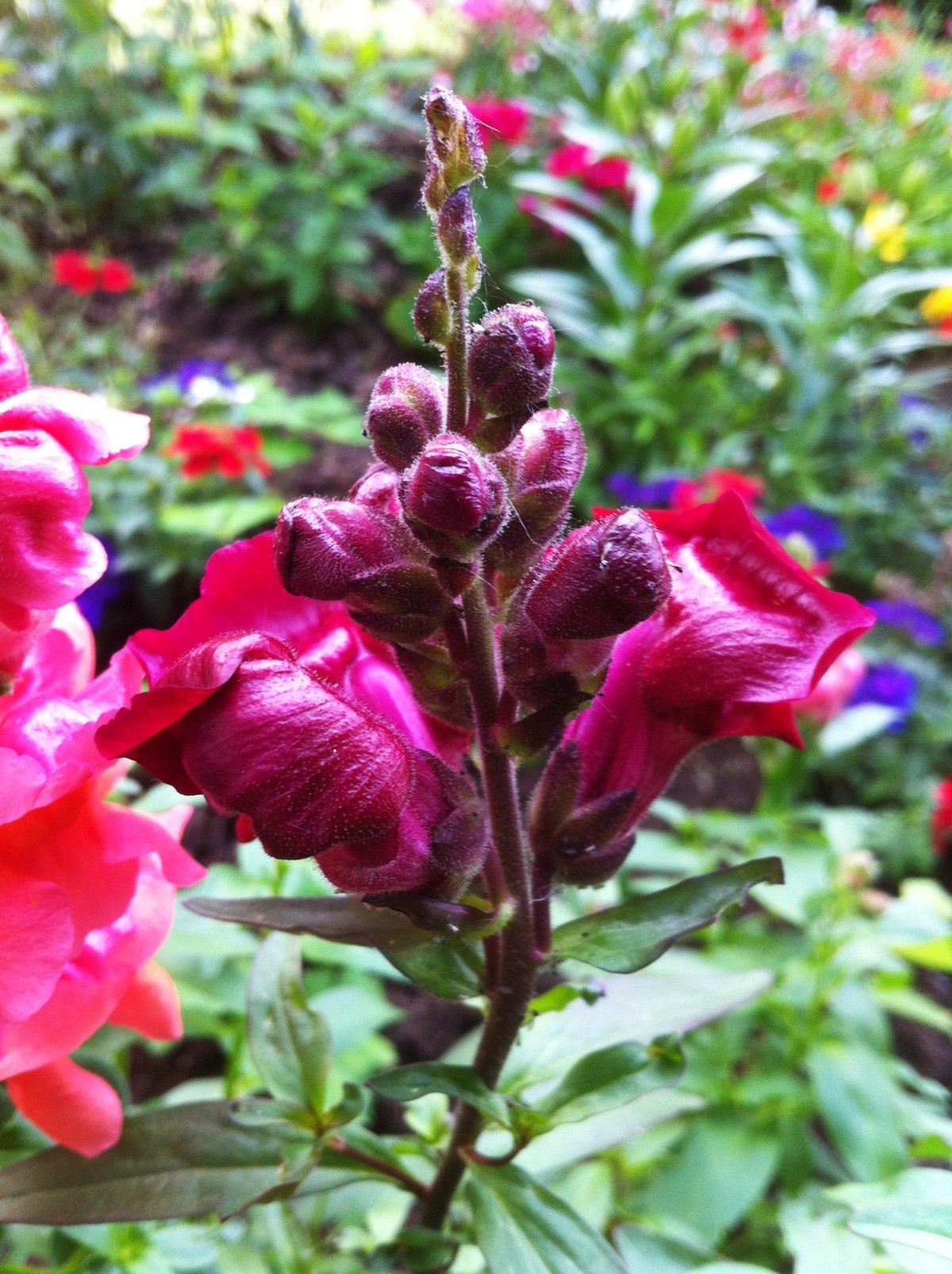 Pictures of snapdragons in various colors