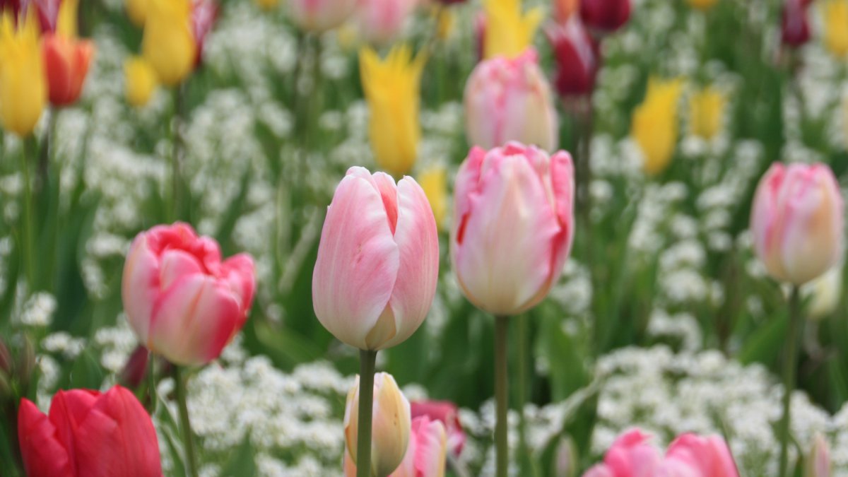 Beautiful pictures of tulips