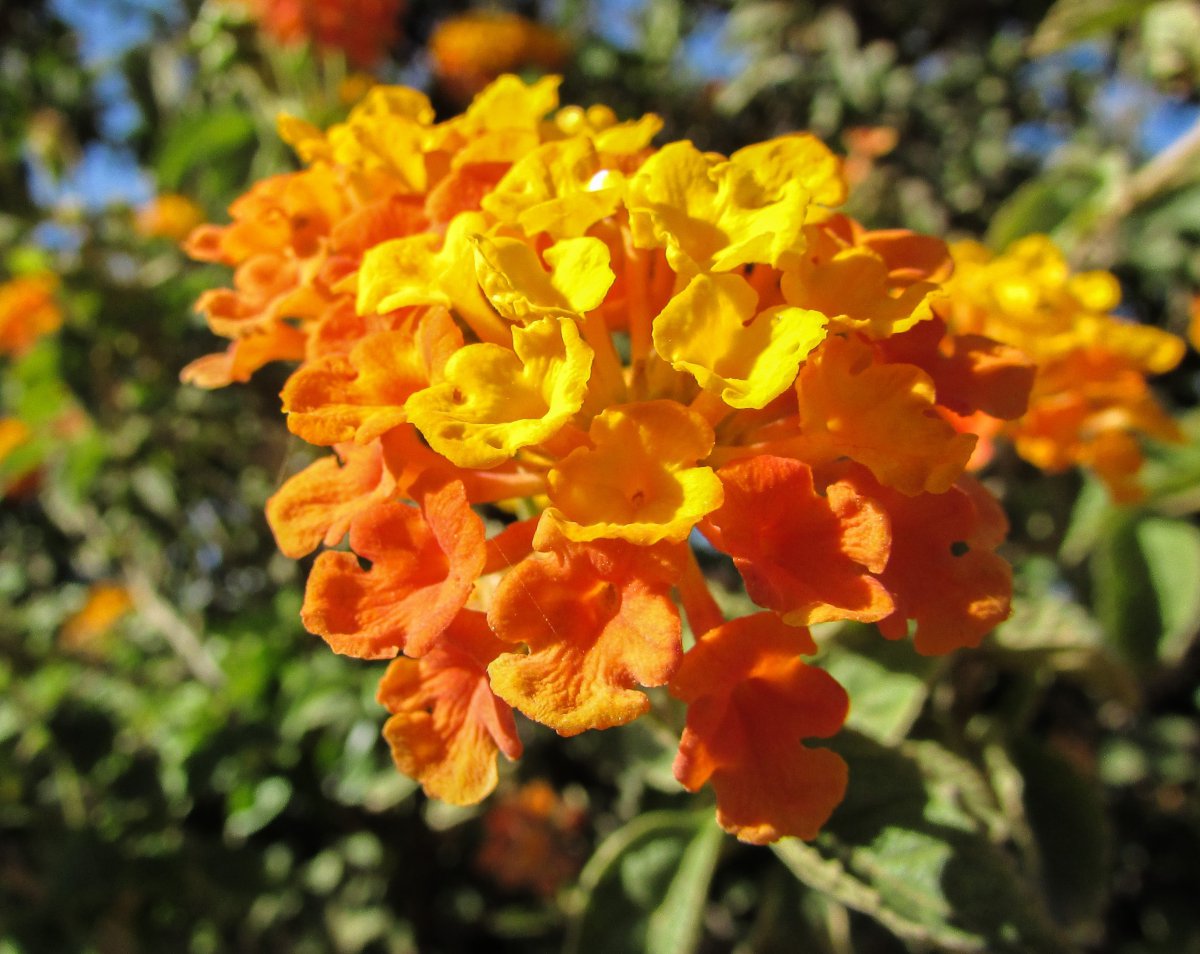 Pictures of brightly colored lantana flowers