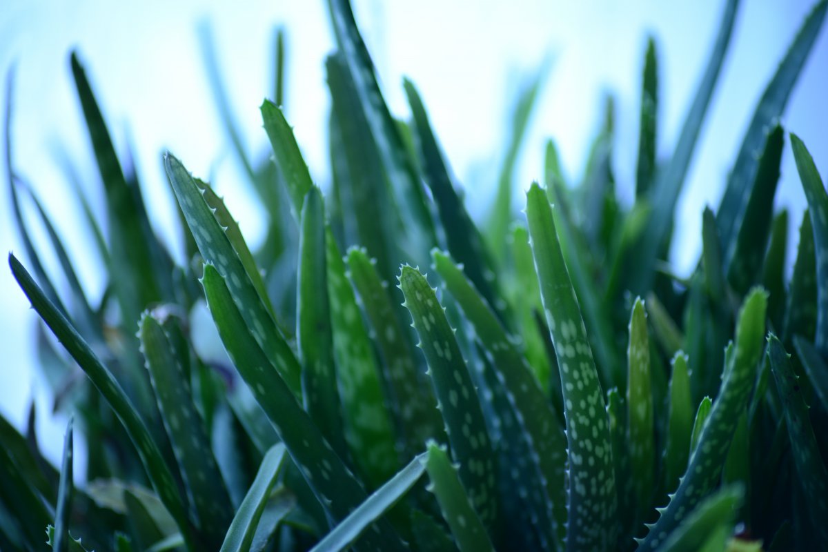 Green fresh aloe vera pictures