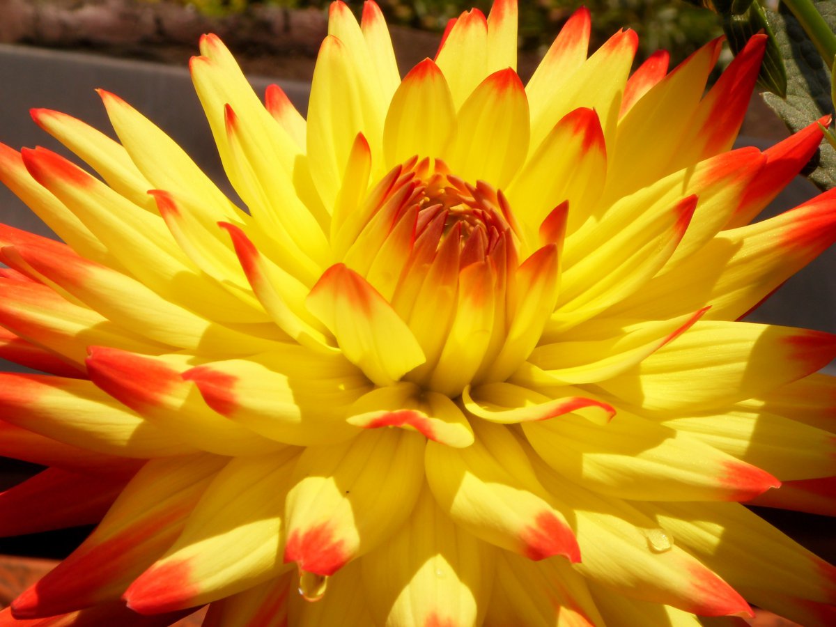 Delicate and beautiful dahlia pictures