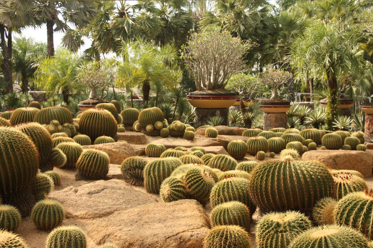 Cute prickly cactus pictures