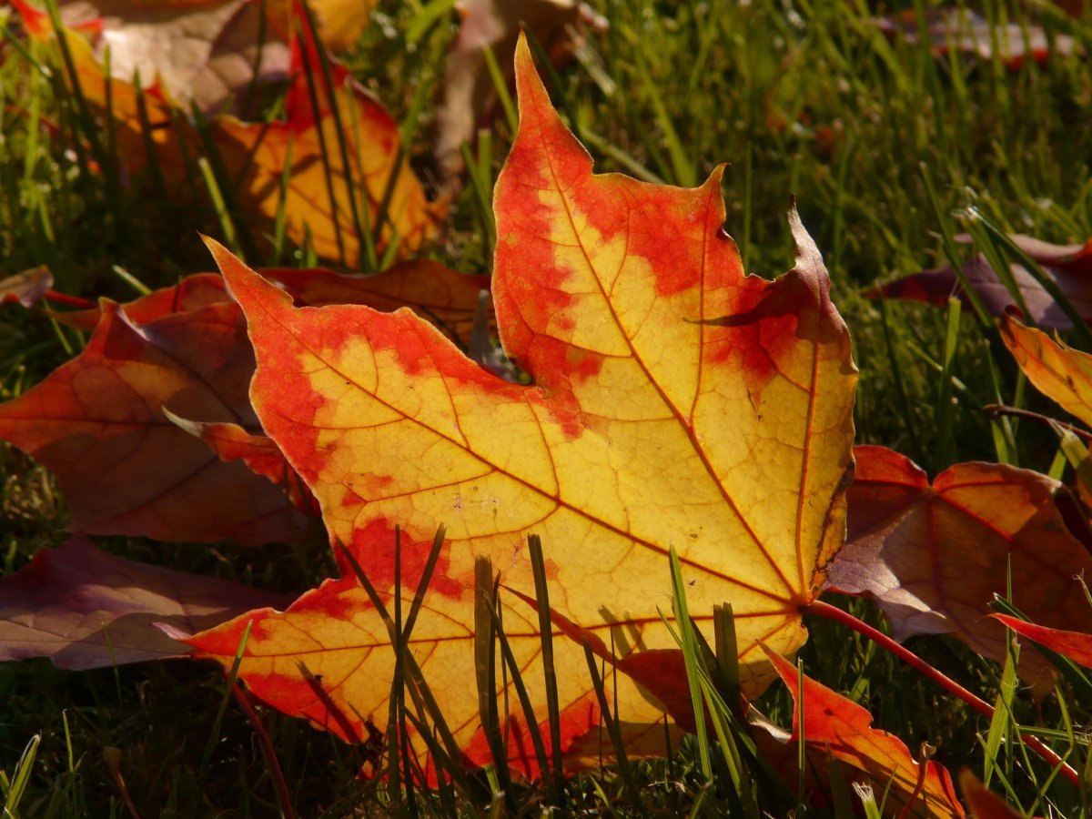 Nice pictures of red maple leaves