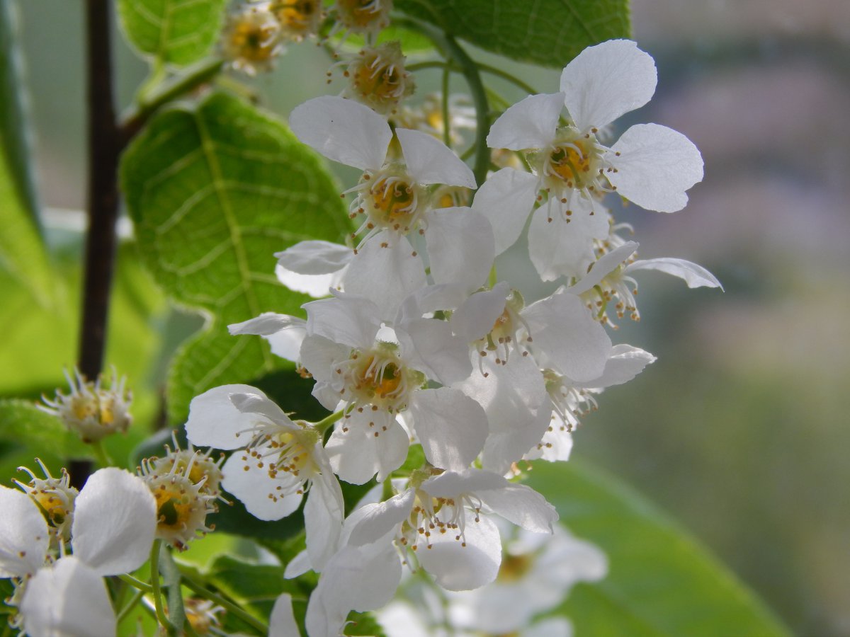 Picture of white cherry blossoms on the treetops