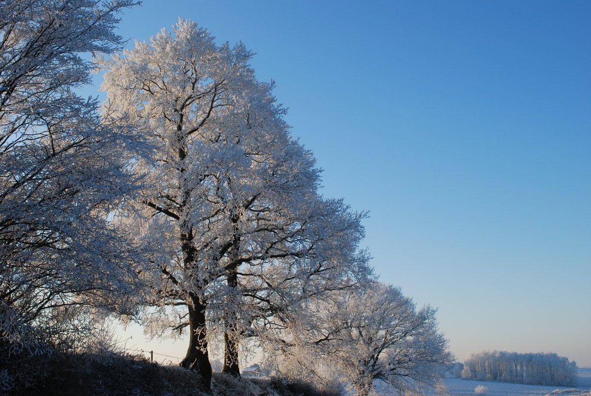 Close-up picture of snowy trees in winter