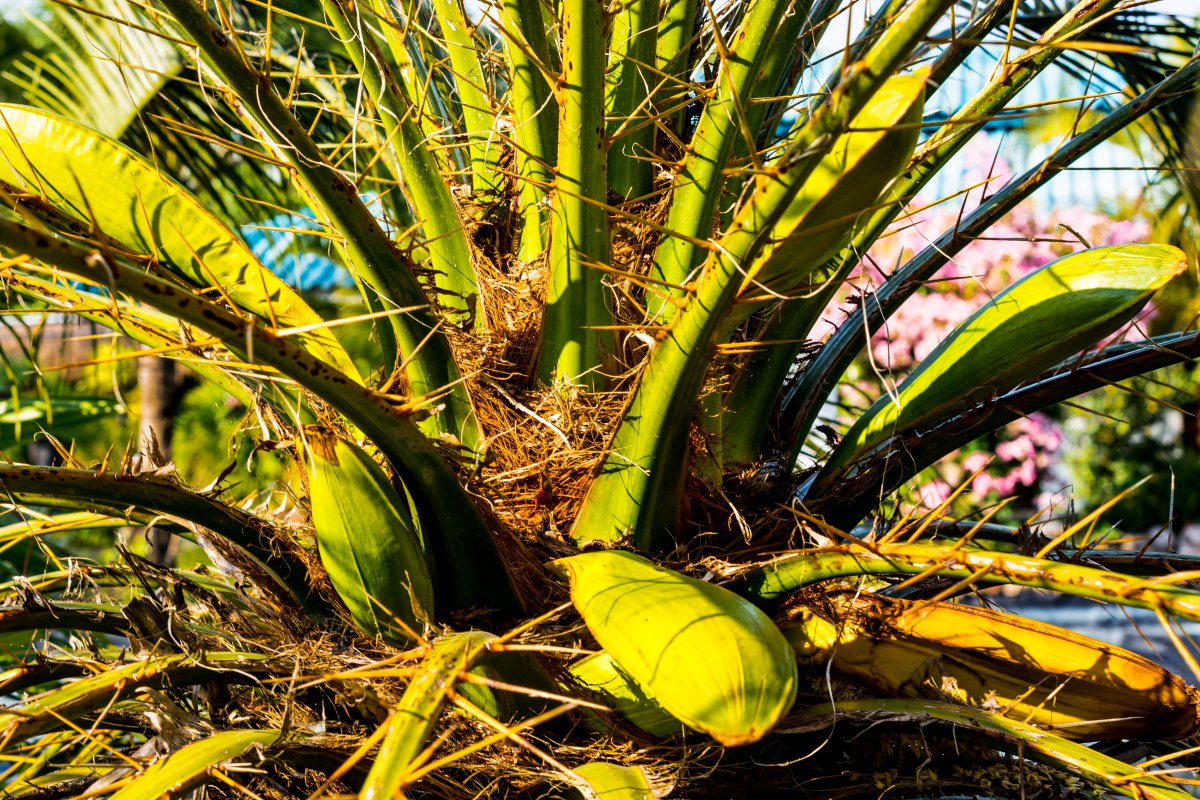 green tall palm tree pictures