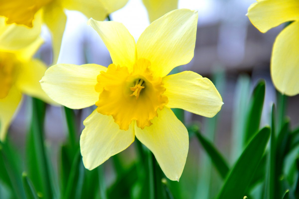 Trumpet Narcissus HD Picture